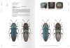 Jewel Beetles of Taiwan, Volume 2