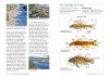Freshwater Fishes of Southern Africa