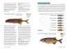 Freshwater Fishes of Southern Africa
