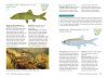 Freshwater Fishes of Southern Africa