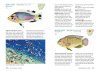 Freshwater Fishes of Southern Africa