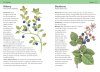 Bloomsbury Concise Medicinal Plants Guide