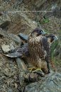 The Peregrine Falcon