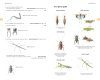 Field Guide to the Grasshoppers of Great Britain and Ireland