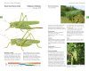 Field Guide to the Grasshoppers of Great Britain and Ireland