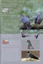 A Photographic Field Guide to the Birds of the Himalayas and South Assam Hills