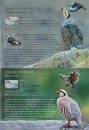 A Photographic Field Guide to the Birds of the Himalayas and South Assam Hills