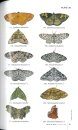 Moths of India