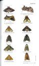 Moths of India