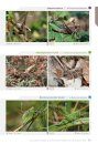 Cahier d'Identification des Orthoptères de France, Belgique, Luxembourg & Suisse [Identification Guide to the Orthoptera of France, Belgium, Luxembourg and Switzerland]