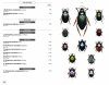 Beetles of Europe, Volume 2