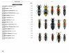 Beetles of Europe, Volume 2