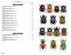 Beetles of Europe, Volume 2