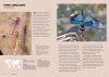 Dragonflies and Damselflies of the World