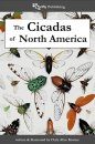 The Cicadas of North America