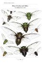 The Cicadas of North America