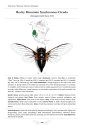 The Cicadas of North America