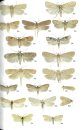 Microlepidoptera of Europe, Volume 10