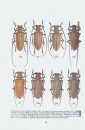 Révision de la Tribu des Batocerini I: Genres Abatocera, Doesburgia, Microcriodes, Rosenbergia [Revision of the Tribe Batocerini, Volume 1: Genera Abatocera, Doesburgia, Microcriodes, Rosenbergia]