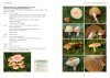 Grassland Fungi