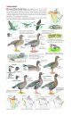 Field Guide to the Birds of North America