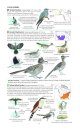 Field Guide to the Birds of North America
