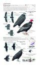 Field Guide to the Birds of North America