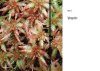Les Bryophytes de France, Tome 2: Pleurocarpes et Sphagnales [The Bryophytes of France, Volume 2: Pleurocarpous and Sphagnum Moss]