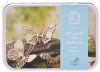 Life Cycle Of A Butterfly In A Tin