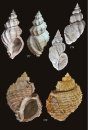 Fossils shells of Pradalbino / Conchiglie fossili di Pradalbino