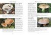 A Naturalist's Guide to the Mushrooms and Other Fungi of Britain and Northern Europe
