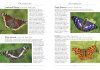 A Naturalist's Guide to the Insects of Britain and Northern Europe