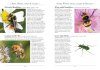 A Naturalist's Guide to the Insects of Britain and Northern Europe