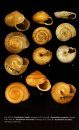 Land Snails and Slugs of Russia and Adjacent Countries