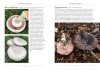 A Naturalist's Guide to the Fungi of Aotearoa New Zealand