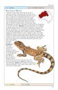Cronin's Key Guide to Australian Reptiles and Frogs