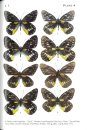 Butterflies of Vietnam, Volume 5: Pieridae