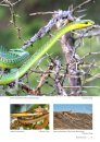 Field Guide to the Snakes of Eswatini