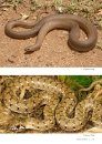 Field Guide to the Snakes of Eswatini