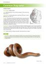 Field Guide to the Snakes of Eswatini