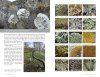 Lichens of Britain & Ireland