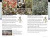Lichens of Britain & Ireland