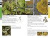 Lichens of Britain & Ireland
