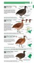 Field Guide to the Birds of Colombia