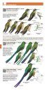 Field Guide to the Birds of Colombia