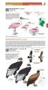 Field Guide to the Birds of Colombia
