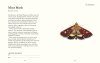 The Butterfly Spotter's Guide