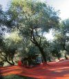 The Olive Tree
