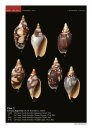 A Conchological Iconography of Living Ericusa H. Adams & A. Adams, 1858 (Neogastropoda: Volutidae)