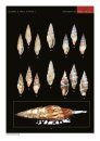 Costellariidae (Gastropoda) from Mozambique with the Description of 10 New Indo-Pacific Species